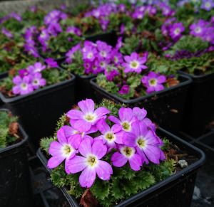 Primula petiolaris 'Sheriff's form' - 8cm pot